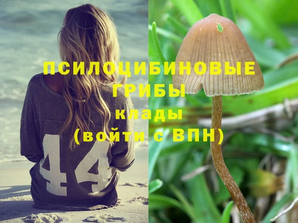 стаф Козловка