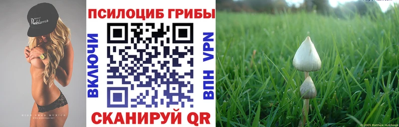 Купить закладки  Апшеронск  Галлюциногенные грибы GOLDEN TEACHER 